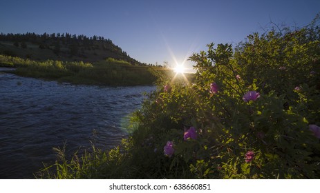 Wild Roses Along The Smith River, Montana