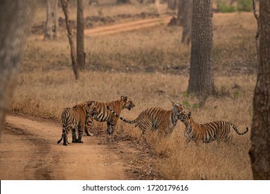 Wild Royal Bengal Tiger , India