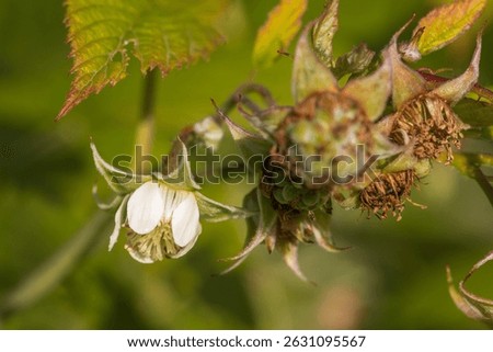 Wild Rubus idaeus (raspberry) flower