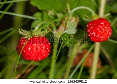Wild Rubus idaeus (raspberry) fruit from the Velebit mountain