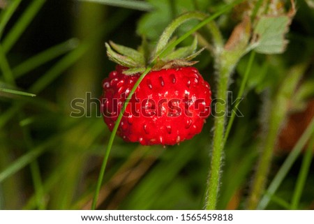 Wild Rubus idaeus (raspberry) fruit from the Velebit mountain