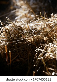 Wild Rye, Hemp Or Wheat Straw. Biomass, Feed Ingredient And Animal Bedding. 100 % Organic. 