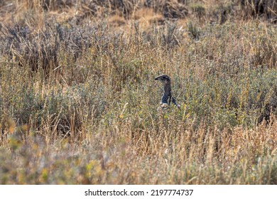 Wild Sage Hen Or Sage Grouse, Centrocercus Urophasianus, Walking And Hiding In The Sagebrush In The Nevada Desert