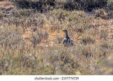 Wild Sage Hen Or Sage Grouse, Centrocercus Urophasianus, Walking And Hiding In The Sagebrush In The Nevada Desert