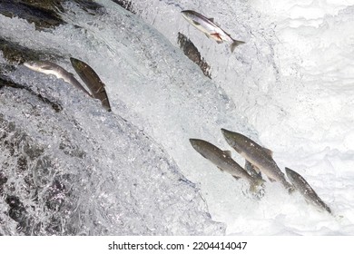 Wild Salmon Swimming Upstream At Brooks Falls In Katmai National Park (Alaska).