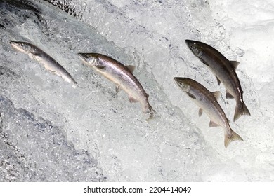 Wild Salmon Swimming Upstream At Brooks Falls In Katmai National Park (Alaska).