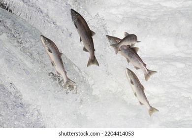 Wild Salmon Swimming Upstream At Brooks Falls In Katmai National Park (Alaska).