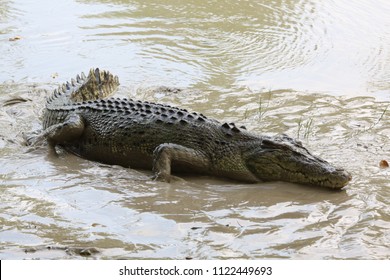 wild salt water crocodile (alligator) outside in low mud