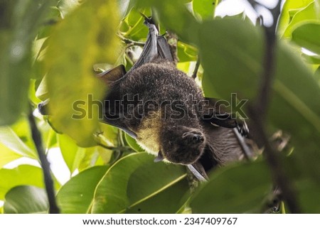 Wild Samoan Fruit Bat in the National Park of American Samoa on the island of Tutuila.
