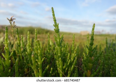 Wild Samphire