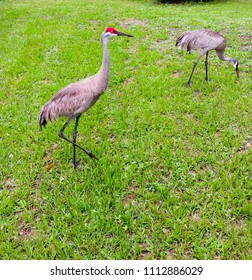 Wild Sandhill Cranes on freshly mowed grass