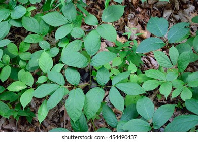 Wild Sarsaparilla (Aralia Nudicaulis)