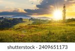 wild savory on a meadow on hillside in Carpathian mountains at sunset. forested hill. mountain range in the distance. beautiful countryside scenery with cloudy sky in evening light