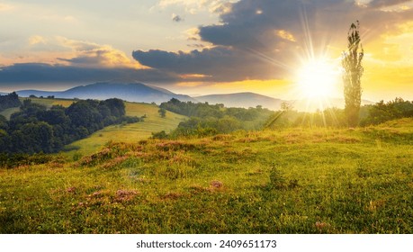 wild savory on a meadow on hillside in Carpathian mountains at sunset. forested hill. mountain range in the distance. beautiful countryside scenery with cloudy sky in evening light