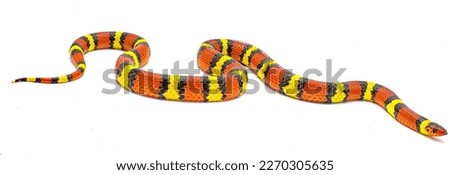 Wild scarlet kingsnake or scarlet milk snake - Lampropeltis elapsoides - Isolated on white background 