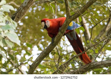 A Wild Scarlet Macaw In A Tree In Carara National Park