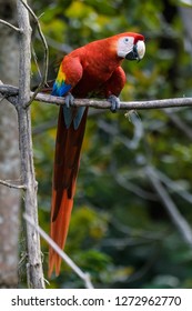 A Wild Scarlet Macaw In A Tree In Carara National Park