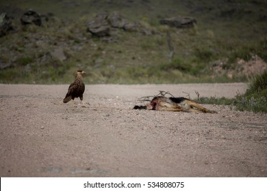 Wild Scavenger Eating Dead Dog