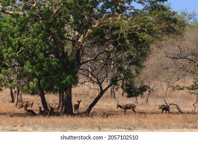 Wild Scenery In Baluran National Park, Banyuwangi, East Java
