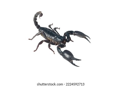 Wild scorpion, emperor scorpion isolated on white background. ( Pandinus imperator)