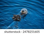 Wild sea otter eating his food..