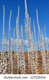 Wild Sea Squill Flowers