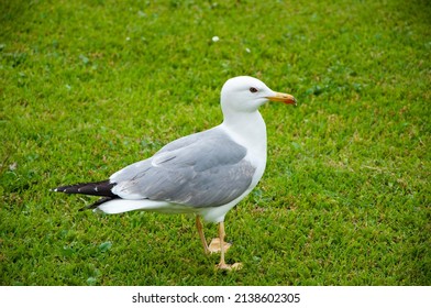 Wild Seagull With Natural Green Background. Gull Walk In Italy Park. Beautiful And Funny Seagull On Green Grass. Bird Bonapartes Gull On The Grass Outdoor.