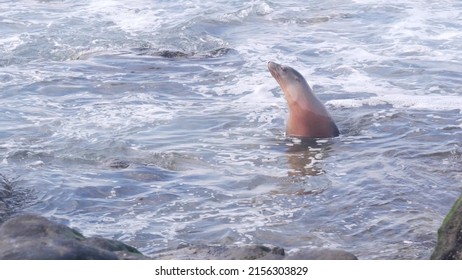 Wild seal swimming in water, sea lion by rocky ocean beach, La Jolla wildlife, San Diego, California coast, USA. Young marine animal in freedom or natural habitat, big water waves crashing by cliffs.