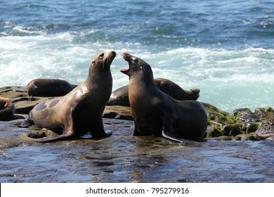 Wild seals on La Jolla cove in San Diego.