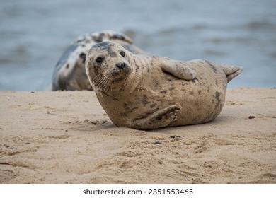 Wild Seals on a North Sea Beach, England.  - Powered by Shutterstock