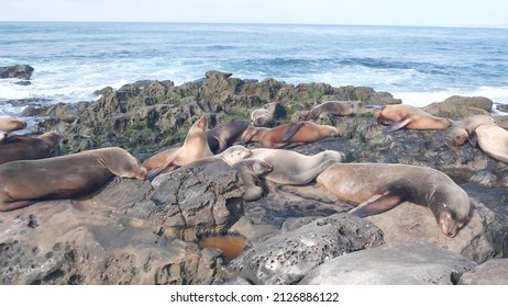 Wild seals rookery, sea lions resting on rocky ocean beach, La Jolla wildlife, San Diego, California coast, USA. Young marine animals colony in freedom, herd in natural habitat, water waves by cliffs.