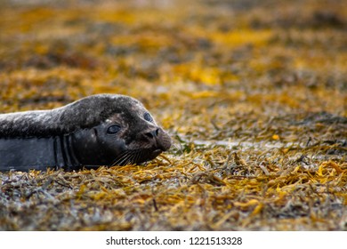 Wild Seals In Water In Scotland, Near A Castle.