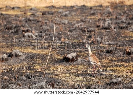 Wild seriema (Cariama cristata) hunting dead Animals at Brazilian cerrado field after fire