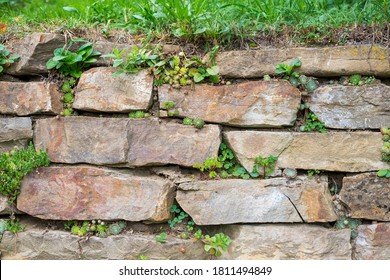 Wild shamrock and rockery plant growing in joints of an old stone wall. Planting in retaining walls. Gardening in a dry-stone wall