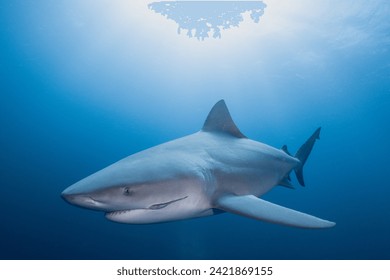 Wild Sharks in Blue Water