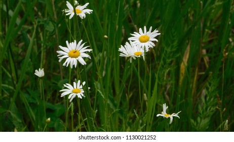 Wild Shasta Daisies