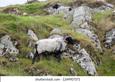 Wild Sheep; Connemara; Galway; Ireland: stockfoto
