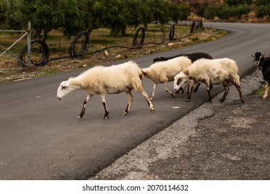 wild sheep crossing the road