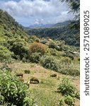 Wild sheep exploring Madiera Island, Portugal 