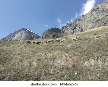 Wild Sheep On The Path Of Gomukh