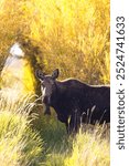 Wild shiras moose on Silver Creek, near Sun Valley, Idaho