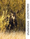 Wild shiras moose on Silver Creek, near Sun Valley, Idaho