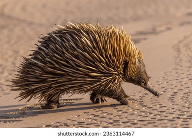 Wild Short-beaked Echidna walking across a National Park visitor centre path