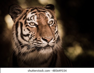 Wild siberian tiger (Panthera tigris altaica) in the jungle