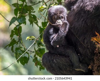 Wild Silverback Gorilla Baby In Bwindi Impenetrable Forest Uganda