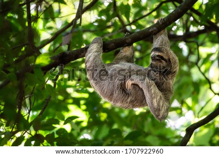Wild sloth hanging on tree with funny face and relaxed look, perfect portrait of chilled animal in the Rainforest of Costa Rica scratching the belly, Bradypus variegatus, brown-throated sloth