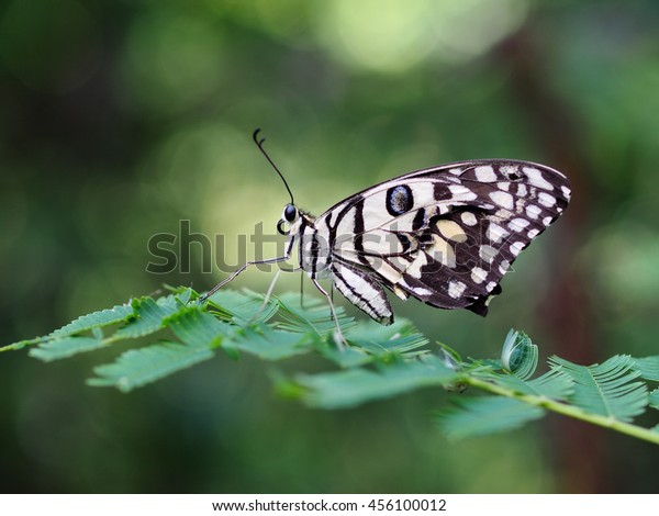 Wild Small Black Light Yellow Pattern Stock Photo Edit Now 456100012