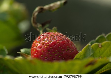 Similar – Foto Bild Himbeeren ernten Frucht