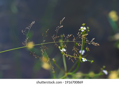 Wild small and tiny flowers and wisps on a dark water background, close up of flowers, artistic view