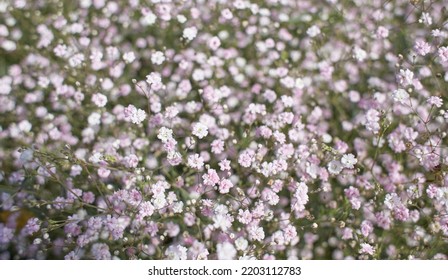 Wild small white flowers in green grass. Caryophyllaceae, Gypsophila (Rosenschleier). White wood flowers. Stellaria graminea is a species of flowering plant in the family Caryophyllaceae. - Shutterstock ID 2203112783